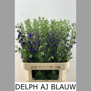 DELPH AJ OV