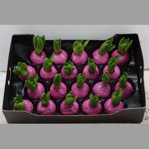 Wax Hyacinth Pinkrose