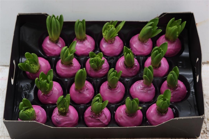 <h4>Wax Hyacinth Pinkrose</h4>