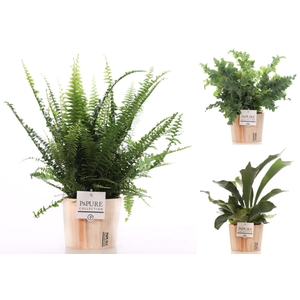 Varens gemengd in P&PURE Wood 5