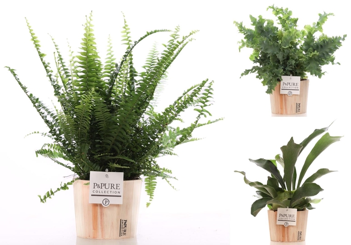 <h4>Varens gemengd in P&PURE Wood 5</h4>