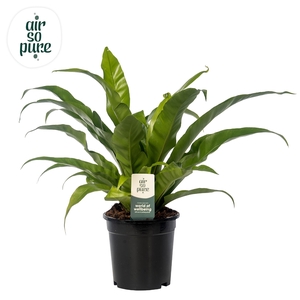 Asplenium antiquum