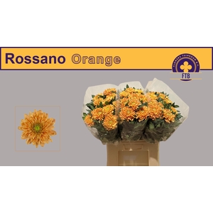 CHR G ROSSANO ORANGE