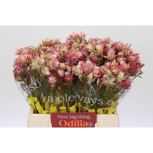 Blushing Bride Pink 6/9 Flowers