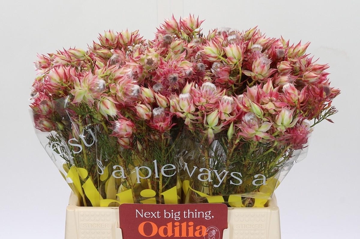 <h4>Blushing Bride Pink 6/9 Flowers</h4>