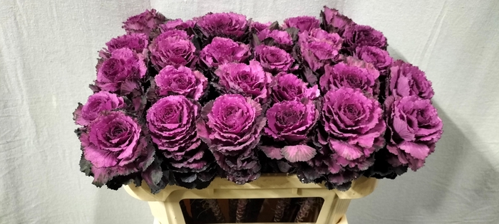 <h4>BRASS ELEGANCE</h4>