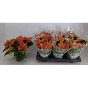 EUPHOR P CHR B QUEEN