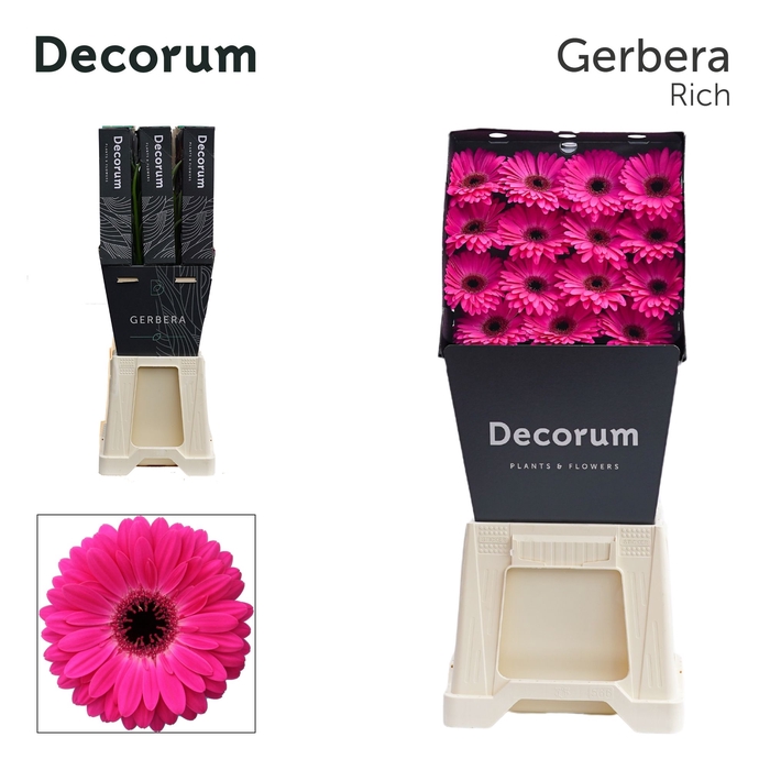 <h4>Gerbera Rich Diamond</h4>