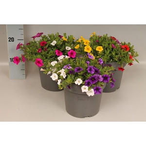 Perkplanten 19 cm Calibrachoa Trio Divers