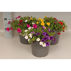 Perkplanten 19 cm Calibrachoa Trio Divers