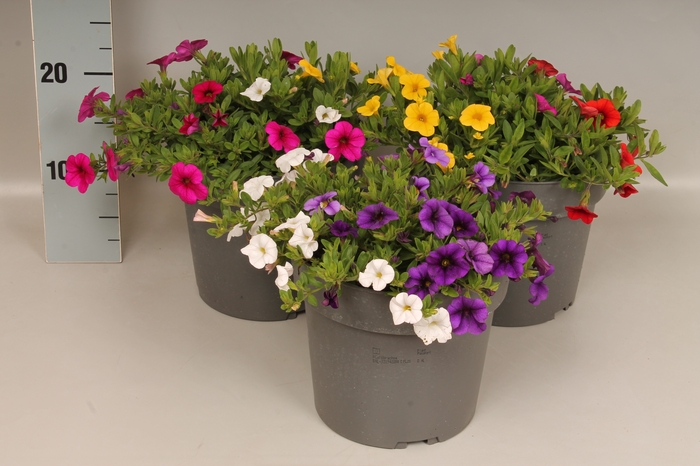 <h4>Perkplanten 19 cm Calibrachoa Trio Divers</h4>