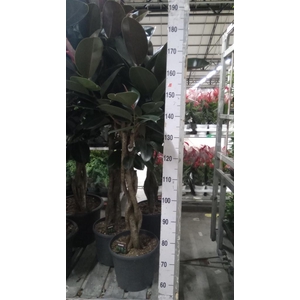 Ficus elastica 'Burgundy'