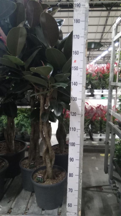 <h4>Ficus elastica 'Burgundy'</h4>