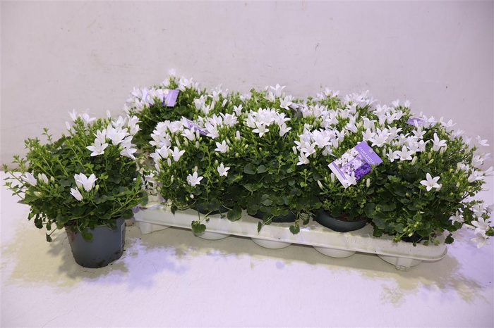 <h4>Camp Por Ambe White</h4>