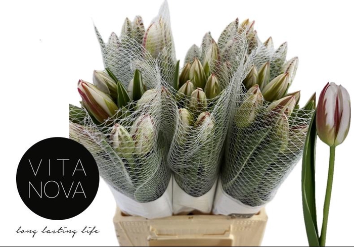 <h4>TU EN HAPPY GENERATI</h4>