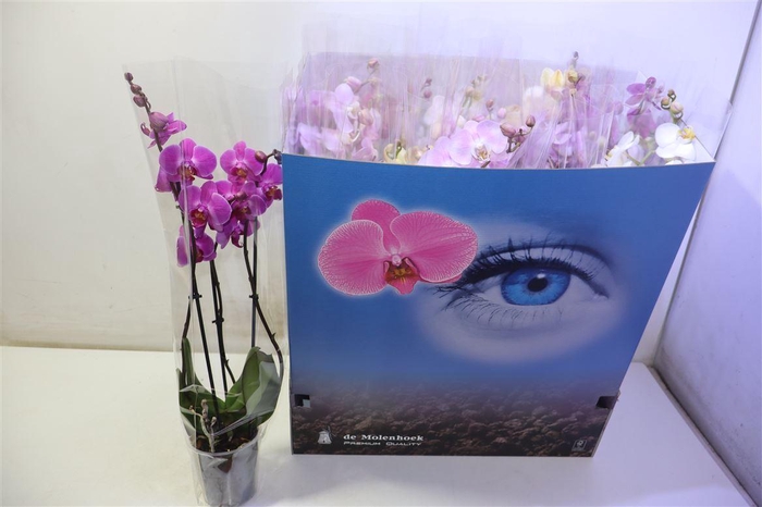 <h4>arr8 Phal Gem 6 Kl</h4>