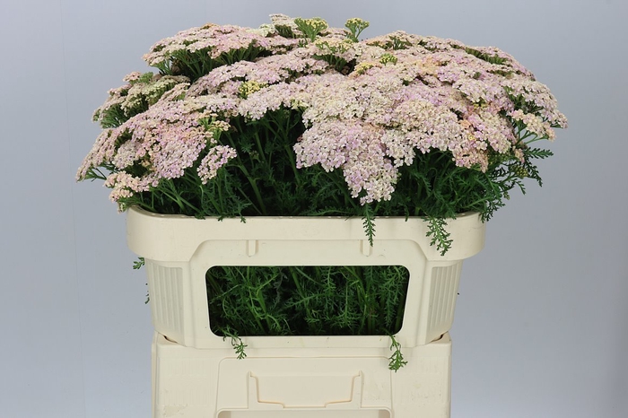 <h4>Achillea Cleopatra</h4>