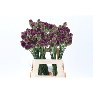 Allium Sphaerocephal