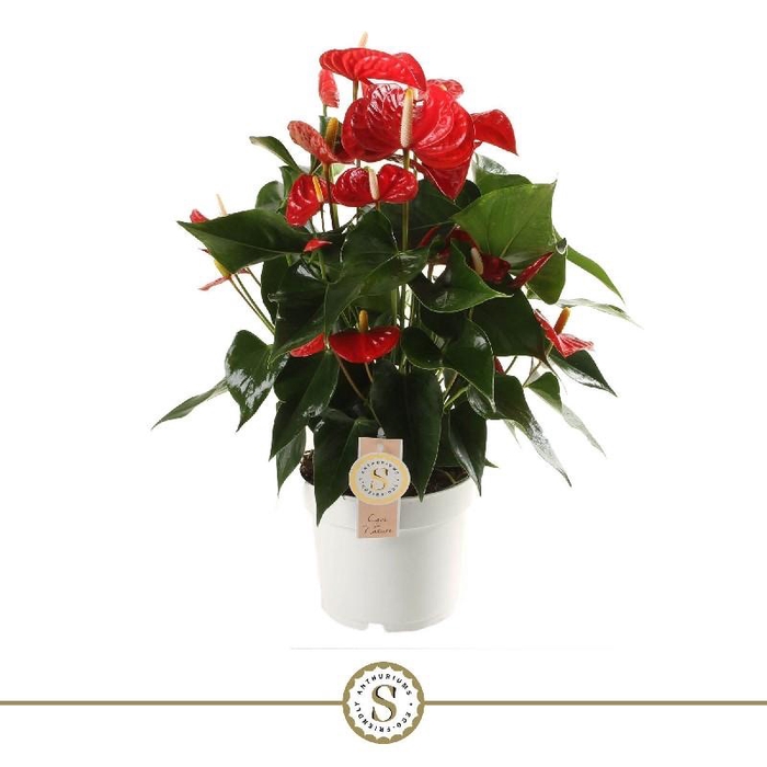 Anthurium Andreanum Royal Red Champion