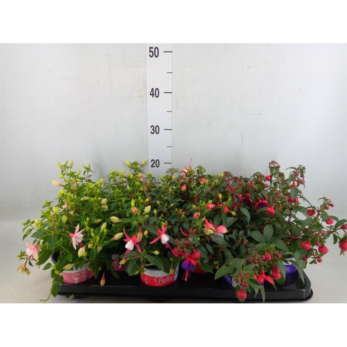 <h4>Fuchsia  'Bella Fuchsia'  .mix hang</h4>