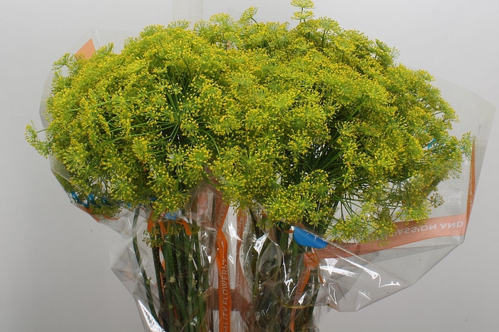 <h4>Anethum Graveolens</h4>
