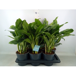Aglaonema   ...