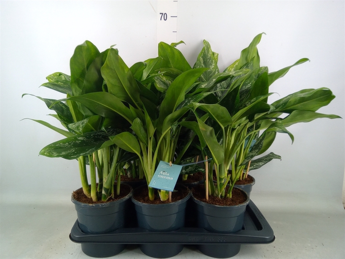 <h4>Aglaonema   ...</h4>