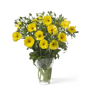 Ranunculus Butterfly Phytalos