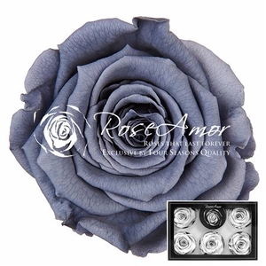 Pr 1 Gry01 Xl