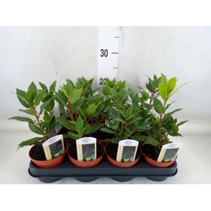 Laurus nobilis