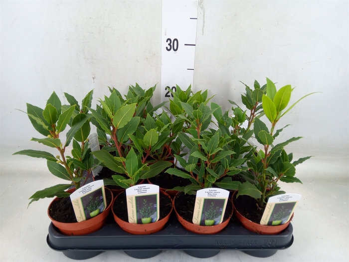 <h4>Laurus nobilis</h4>