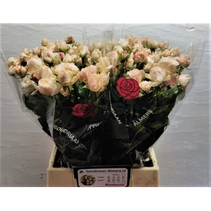 Rosa spray bombastic