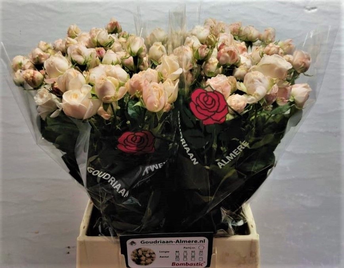 <h4>Rosa spray bombastic</h4>