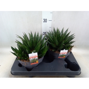 Gasteria