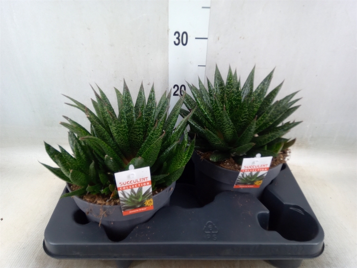 <h4>Gasteria</h4>