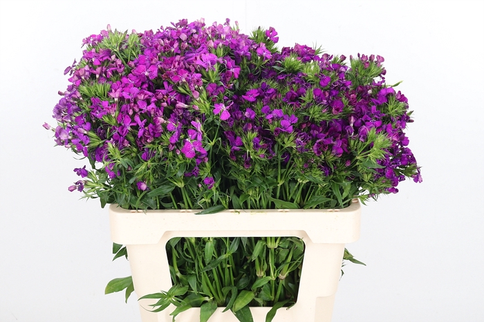 <h4>Di Barb Am Neon Purple</h4>