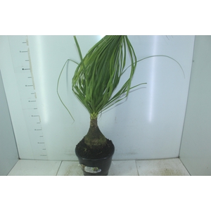 BEAUCARNEA P24