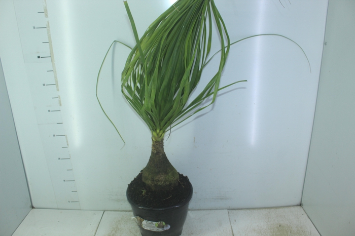 <h4>BEAUCARNEA P24</h4>
