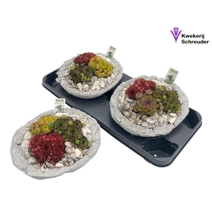 ARR SEMPERVIVUM