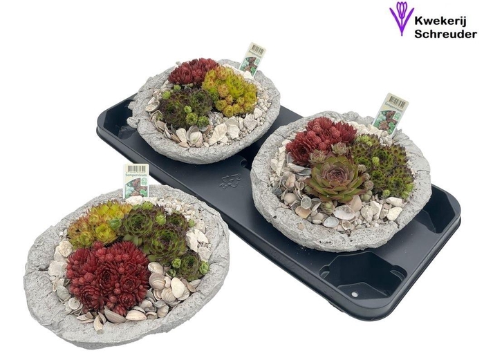 <h4>ARR SEMPERVIVUM</h4>