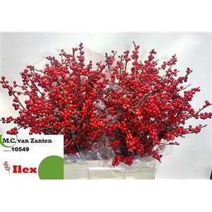 ILEX VE RODE BES 70 CM(afwijkend) MvZanten