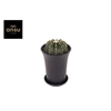 Gymno Cactus 'Green Stripe' XL