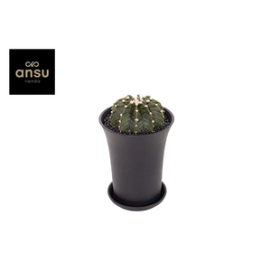 Gymno Cactus 'Green Stripe' XL