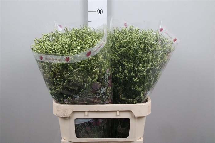 <h4>Lim Sin China Lemon</h4>