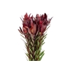 PROTEA SAFARI VINHO