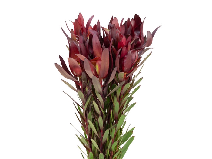 PROTEA SAFARI VINHO