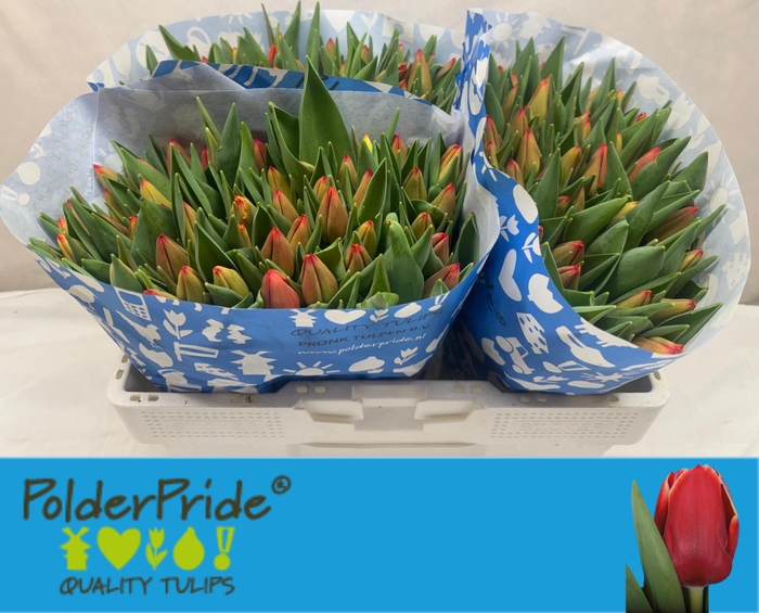 <h4>TU EN ARTEMIS</h4>