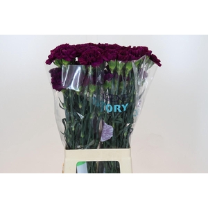 Dianthus St Florigene Moontea