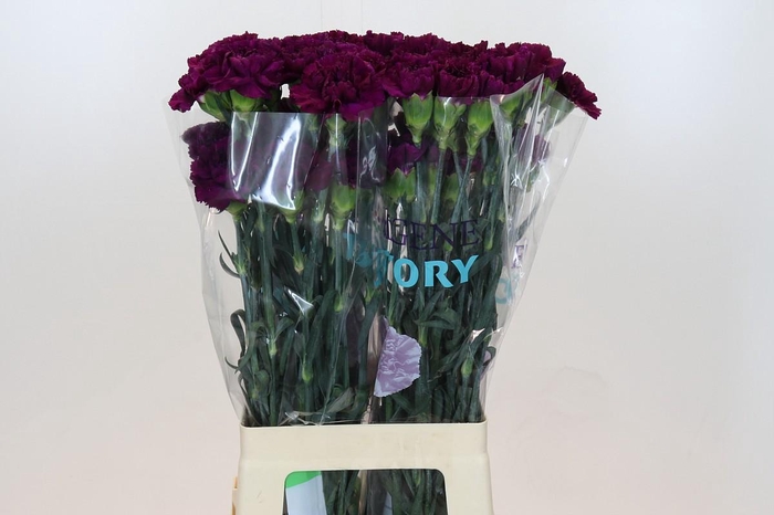 Dianthus St Florigene Moontea