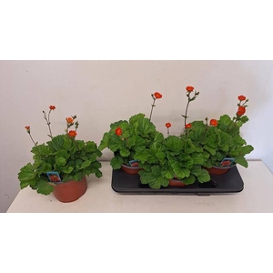 GEUM CO BORISII